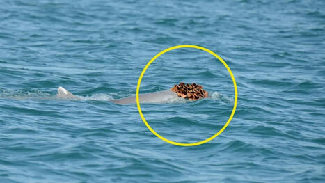 Dolphins Spotted Wearing Sea Sponge Hats to Try Woo The Ladies | Soggy Science | Scoop.it