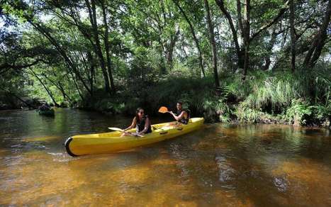 En images : à travers la forêt des Landes, au fil de la Leyre  | Landes | Scoop.it