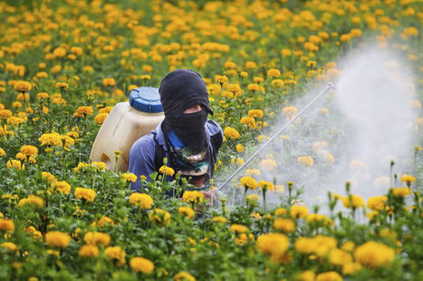 Beloukha : le d&eacute;sherbant naturel qui va r&eacute;volutionner les jardins | Les &eacute;co-activit&eacute;s en Gironde | Scoop.it