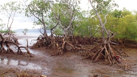 Ces écosystèmes forestiers sont menacés par la pollution urbaine : À Mayotte, la mangrove se meurt | Biodiversité | Scoop.it