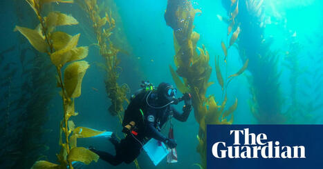 ‘The forgotten forest’: how smashing 5.6m urchins saved a California kelp paradise | California | The Guardian | Remotely Piloted Systems | Scoop.it