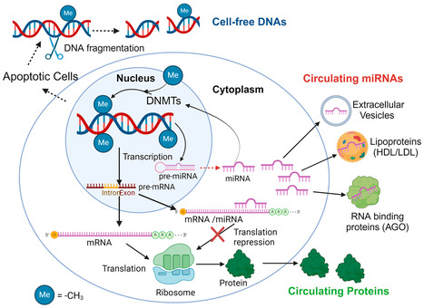 The Circulating Biomarkers League: Combining miRNAs with Cell-Free DNAs and Proteins | In-Vitro Diagnostic | Scoop.it