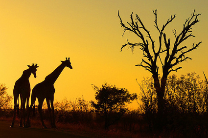 Lessons from an African Safari | Amanda Fenton | Art of Hosting | Scoop.it