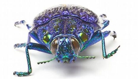 Resultado de imagen para INSECTOS HERMOSOS