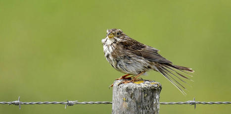 Les oiseaux, victimes collatérales de l’intensification agricole en EUROPE | CIHEAM Press Review | Scoop.it