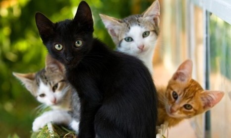 Kissa naukuu ainoastaan ihmiselle: Tiesitk&ouml; n&auml;it&auml; kymment&auml; kissafaktaa? | 1Uutiset - Lukemisen t&auml;hden | Scoop.it