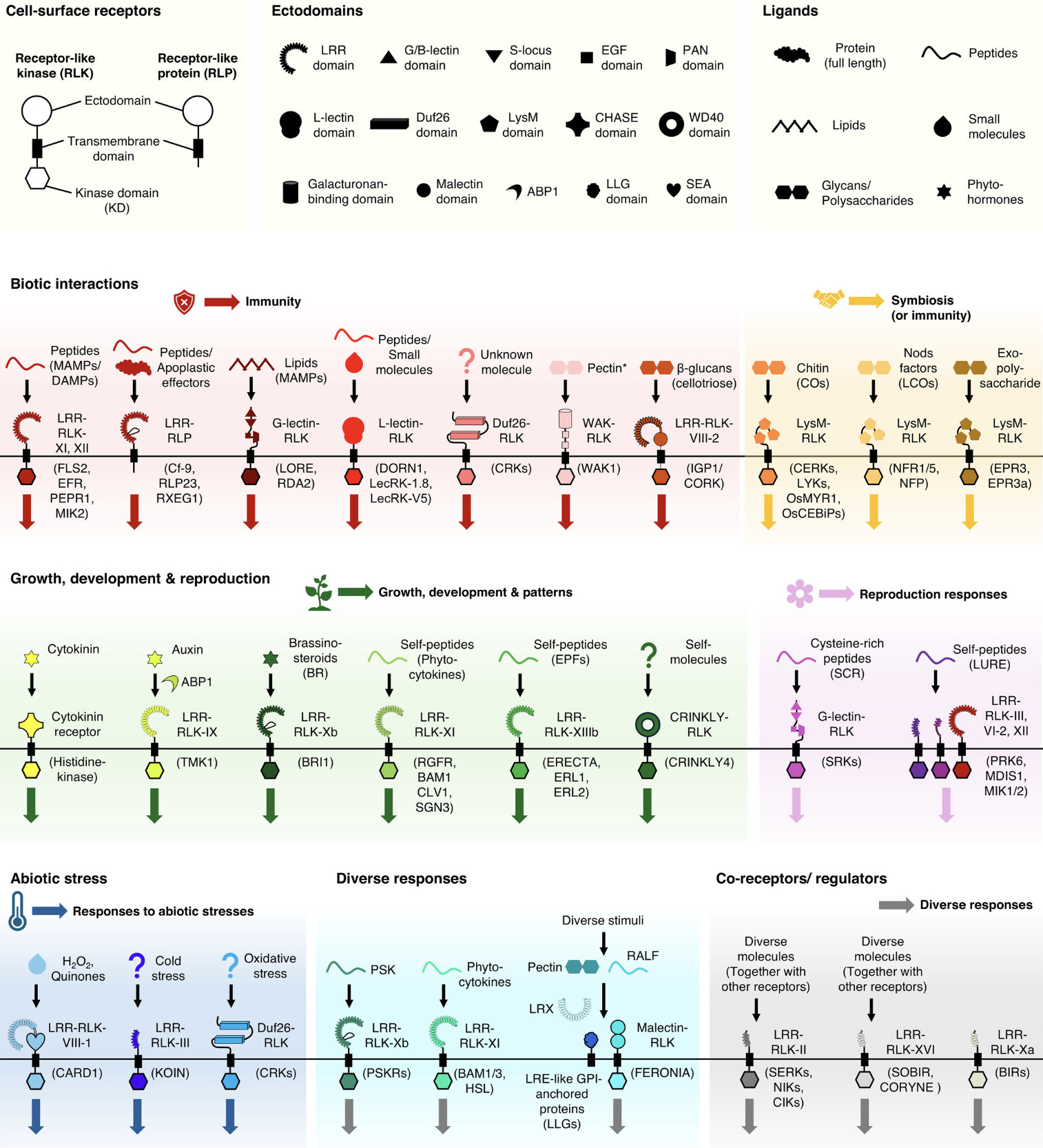 Plant cell surface receptors | tpj | RMH | Sco...
