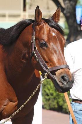 Santa Anita: Amazombie gets green light for Potrero Grande | Daily Racing Form | Racing News | Scoop.it