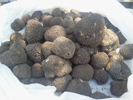 De Italiaanse Truffel - Italië met Dolcevia.com | Good Things From Italy - Le Cose Buone d'Italia | Scoop.it