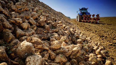 Brexit will be sweet for cane and beet, says British sugar industry | EUROPES | Scoop.it