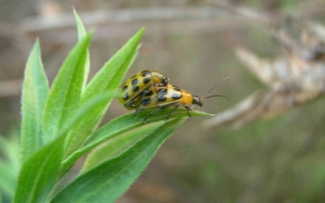 [D'AUTRES JARDINS] Et si on faisait un peu d'entomologie ?! | Les Colocs du jardin | Scoop.it