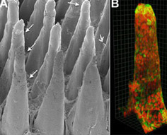 Artificial Intestines Near Reality : Discovery News | Science News | Scoop.it