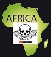 Africa On GMOs: Scientific Response To Anti-technology NGOs | Plant Molecular Farming | Scoop.it
