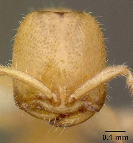 Brève | Étrangeté du vivant : cette fourmi se nourrit de « sang » comme un vampire | EntomoScience | Scoop.it