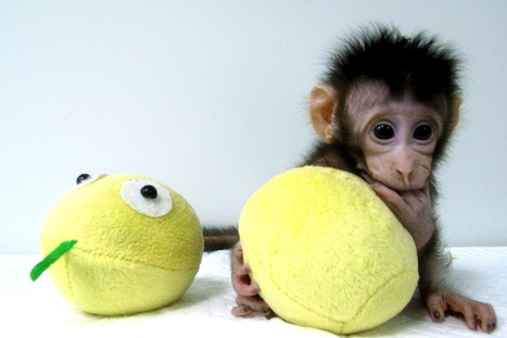 First monkeys, and then us? Human cloning must stay off limits | Animal Models - GEG Tech top picks | Scoop.it