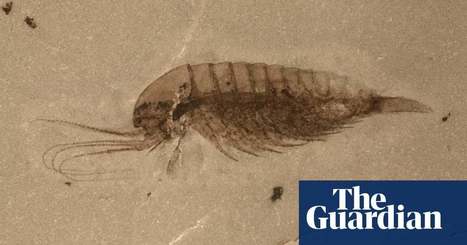 'Mindblowing' haul of fossils over 500m years old unearthed in China | Science | The Guardian | IELTS, ESP, EAP and CALL | Scoop.it