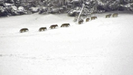 Voici la premi&egrave;re meute de loups photographi&eacute;e en Suisse | Pastoralisme Ours Loups Lynx | Scoop.it