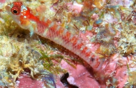 Country's First New Species of Fish Discovered | Soggy Science | Scoop.it