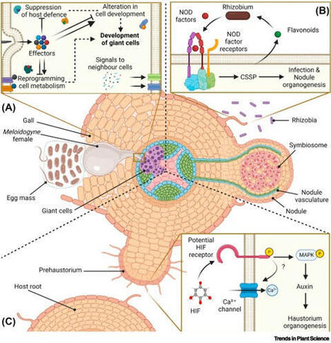 From hosts to parasites: hormones driving symbiosis-induced de novo organogenesis | Plant-Microbe Symbiosis | Scoop.it