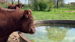 Grazing4Agroecology : un réseau européen de promotion du pâturage - Agri Mutuel | Pour innover en agriculture | Scoop.it