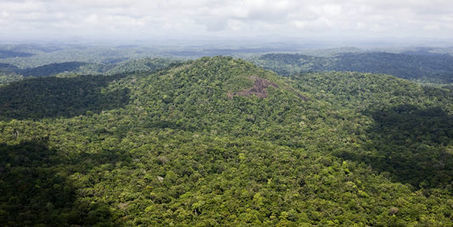 Des pays s'engagent à la restauration de plus de 60 millions d'hectares de forêt | Biodiversité | Scoop.it