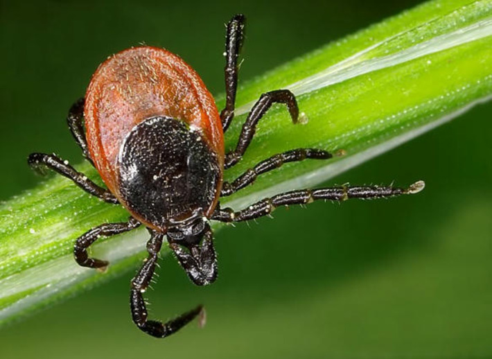 Tick season is back. How to stay safe around these risky bloodsuckers | The Health Report | Scoop.it