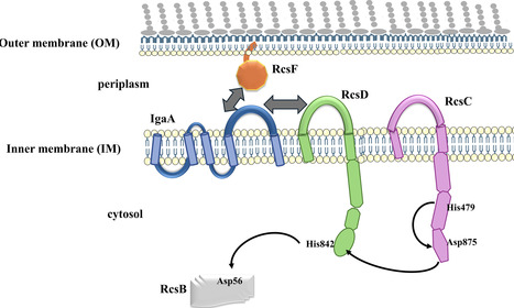 Co-evolution of RcsD and RcsF shapes signal transduction in the enterobacteriaceae Rcs system | PLOS | RMH | Scoop.it