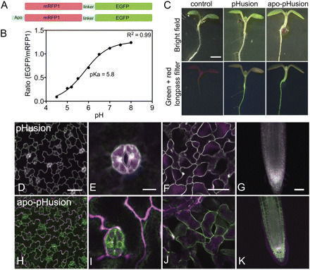 J. Exp. Bot. - Live imaging of intra- and extracellular pH in plants using pHusion, a novel genetically encoded biosensor | Plant Cell Biology and Microscopy | Scoop.it