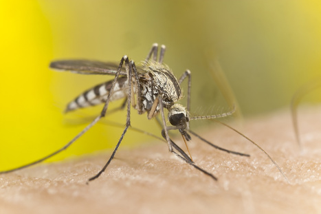 Le changement climatique expose le monde entier aux maladies transmises par les moustiques | EntomoNews | Scoop.it