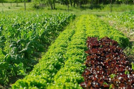 L'agriculture bio à un tournant | Le bio | Scoop.it
