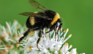 Les abeilles aussi souffrent de la guerre en Ukraine | EntomoNews | Scoop.it