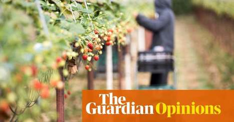 Australia should think twice before asking desperate people to pick fruit for their freedom | Australian immigration and asylum | The Guardian | GTAV AC:G Y9 - Biomes and food security | Scoop.it