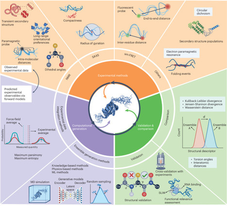 Toward a unified framework for determining conformational ensembles of disordered proteins | Nmet | RMH | Scoop.it