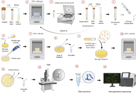 Optimizing bacteriophage screening and isolatio...