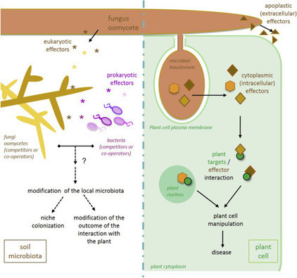 Advances in Botanical Research:&nbsp;Effector-Mediated Communication of Filamentous Plant Pathogens With Their Hosts (2016) | Plants and Microbes | Scoop.it