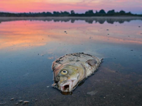Les hécatombes de poissons devraient se multiplier | Biodiversité | Scoop.it