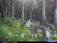 Le retour du loup dans les Vosges (Lorraine) depuis ce printemps (2011) : informations. | Loup | Scoop.it