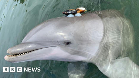 Dolphins 'shout' to get heard over noise pollution | Coastal Restoration | Scoop.it