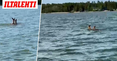 Katja kuvasi erikoisen näyn vedessä – Ihmiset huolestuivat | 1Uutiset - Lukemisen tähden | Scoop.it
