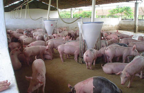 Le porc s’ancre dans la mondialisation | La Gazette des abattoirs | Scoop.it