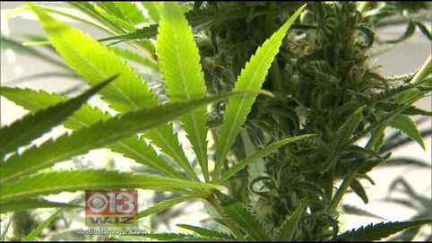 Gubernatorial Candidate Mizeur Proposes Marijuana Legalization In Md. - CBS Local | ReactNow - Latest News updated around the clock | Scoop.it