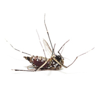 F1000Research Article: Open drug discovery for the Zika virus. | Natural Products Chemistry Breaking News | Scoop.it