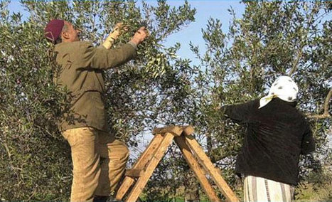 Agriculture : La FAO aide la Tunisie à évaluer ses capacités phytosanitaire | Les Colocs du jardin | Scoop.it