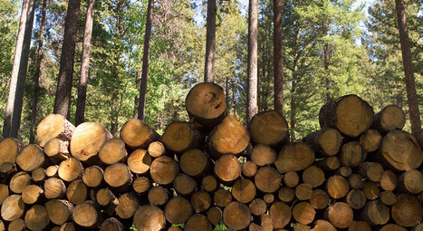 NCREIF Timberland Index decreases in second quarter 2018 | Timberland Investment | Scoop.it