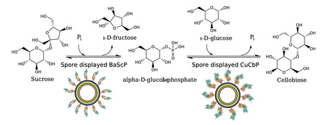 Spore immobilized enzymes for the multi-step synthesis of cellobiose | Mcf | RMH | Scoop.it