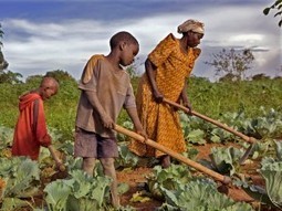 Agriculture familiale ou "familiarcale" ? Des raisons pour la soutenir | Questions de développement ... | Scoop.it