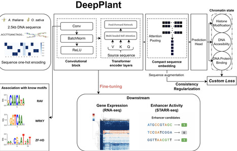 Deep-Plant: a supervised foundation model for plant regulatory genomics | brvp | RMH | Scoop.it