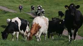 Danone s'attend à une "forte hausse" des prix du lait cette année | Questions de développement ... | Scoop.it