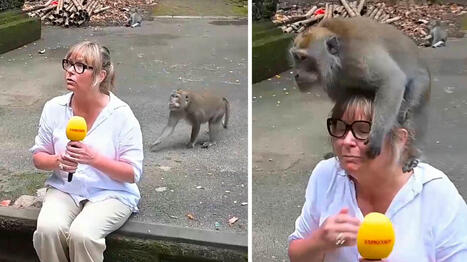 Larmet om aporna i Ubud på Bali | 1Uutiset - Lukemisen tähden | Scoop.it