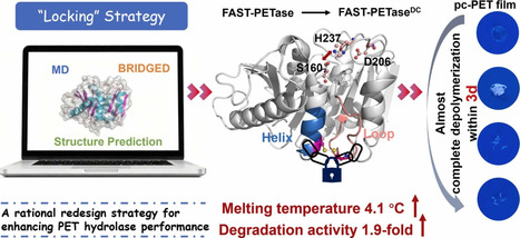 Rational redesign of FAST-PETase via a &ldquo;locking&rdquo; strategy for efficient PET depolymerization | RMH | Scoop.it